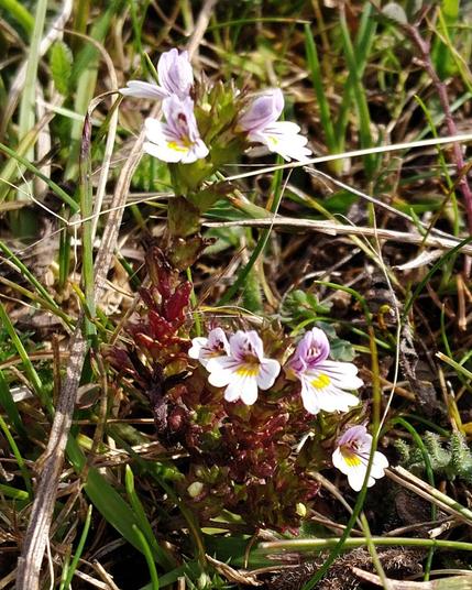 A small cluster of brilliant white lipped flowers with deep purple and yellow markings within, amongst rough grass.