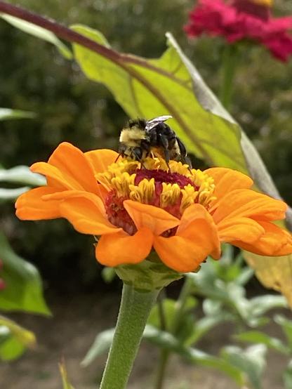 Yellow-faced bumblebee whose black face is covered with a bright, light yellow fuzz, hard at work atop a flaming orange zinnia on a long green stem, with a darker orange-red raised center and a “crown” of wee little yellow flowers atop. There is blurred greenery with a large sunflower leaf and a fuchsia zinnia in the background.