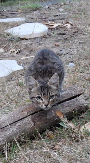 A stray kitten, grey/brown fur with stripes: the "standard model", except little eyebrows-like over the eyes.