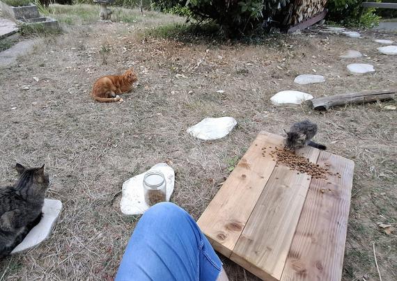 A low table I built near the ground is in front of me (POV shot, one of my leg in a pair of jean in foreground). It's the place I setup for they get used to eat. Around me, my guards: Noutti my red tabby cat, and Geuloush a standard model. Other cats, Tigrette and Miolek are also around, they are learning to let this intruder enter their circle.
