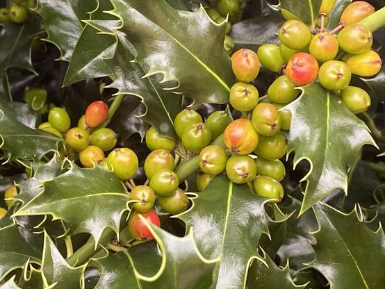 Close-up look at a spray of holly berries are coming along….turning from apple green to yellowish orange and rosy tones. In a few more weeks they will begin to turn their customary deep red. The robins will be so happy! Surrounding the berry sprays are very sharply serrated, dark green leaves with center spines a light puce shade - which is also edging the sharp edges.