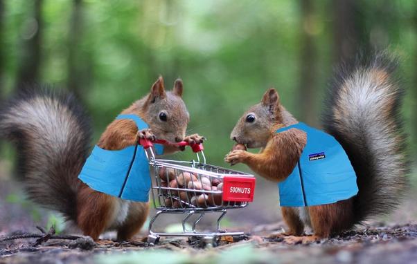 Picture 2 grey squirrels in a wood land setting.
Both are wearing blue tops, the one on the left is pushing a shopping cart with a red sign on the front that says “500 nuts”. The torrly is full of nuts & the squirrel on the right appears to be putting more in.
CREDIT: DDG find.