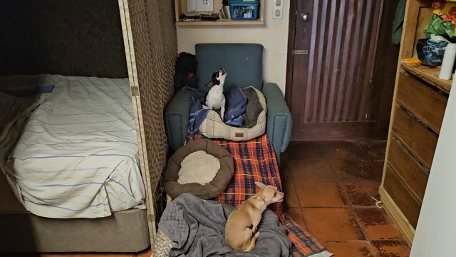 Niki and nico howling in  the early morning.