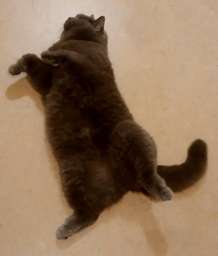 Leila, a gray British Shorthair with golden eyes, plays dead in the middle of a high traffic area, demanding belly scritches.