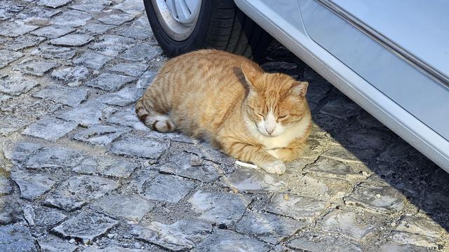 A plump ginger cat with white markings on its face and chest is curled up and sleeping on a cobblestone street. It's partially shaded by a light-colored car, with its eyes closed and paws tucked in, appearing peaceful and content.