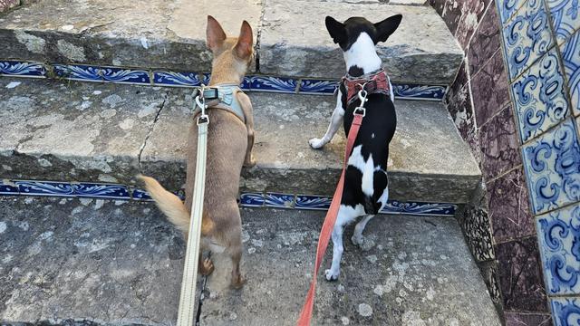 Two small dogs, one tan and one black and white, stand on a stone staircase adorned with blue and white decorative tiles. Both dogs are wearing harnesses and leashes, looking up the steps as if about to ascend.