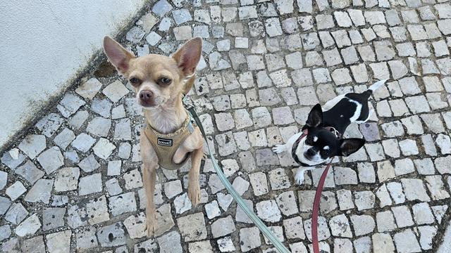 Two Chihuahuas stand on a light-colored cobblestone path, looking up at the camera. The dog on the left is tan with large ears and wears a beige harness. The dog on the right is black and white, with a black body, white chest, and white markings on its face and tail, wearing a red collar.