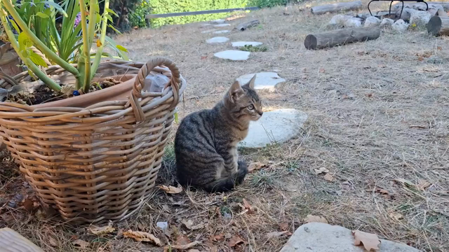 A 720p compressed video of a montage of three sequences:
1. The stray kitten sitting in my garden (dry herbs around, the summer was too hot), looking at camera. 
2. Walking toward the bowl of cat food but still afraid
3. A sequence playing catching a stick of wood outside