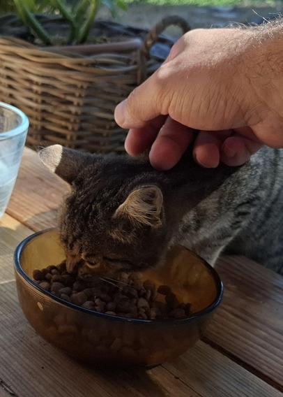 Charlie while eating, petting session, with my hand.