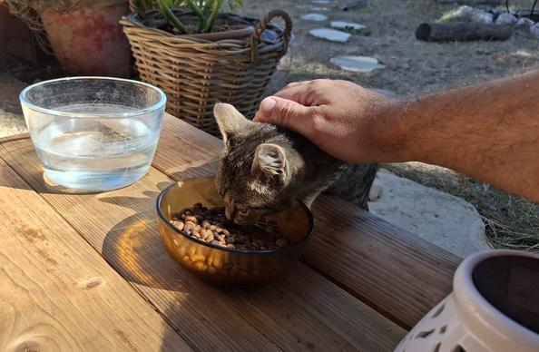 Charlie while eating, petting session, with my hand.