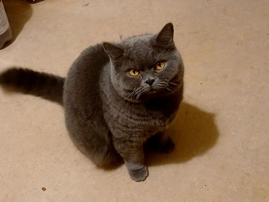 Leila, a gray British Shorthair with golden eyes, looks at me expectantly.