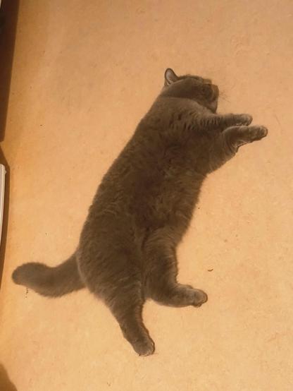 Leila has flopped onto her side, playing dead.

Look at that belly! So soft!