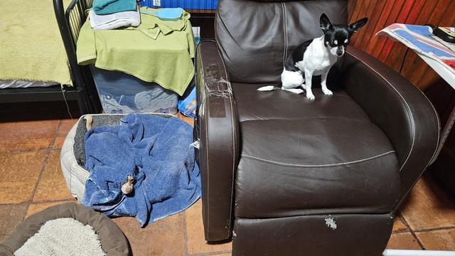 Two Chihuahuas are in a room with terracotta tile flooring. One black and white Chihuahua sits on a worn brown leather armchair, looking down and to the left. Another Chihuahua, mostly hidden under a blue towel in a dog bed, peeks out with its face visible. Another empty dog bed is on the floor to the left of the covered Chihuahua. In the background, there's a bed with a light green blanket, a clear storage bin with clothes, and a wooden wall.