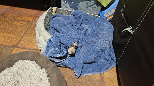 A small, light brown dog with a pink nose peeks out from under a large, fluffy blue towel, nestled in a striped dog bed on a terracotta tiled floor. Another brown dog bed with a cream-colored fluffy interior is visible in the foreground, and a dark couch with some frayed stitching is on the right.
