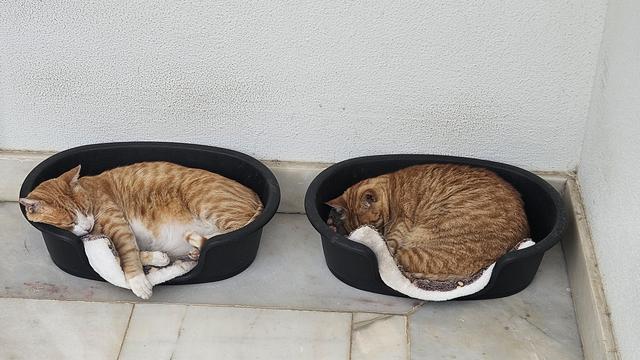 Two ginger tabby cats are sound asleep in separate black pet beds on a tiled floor. The cat on the left is stretched out on its side, while the cat on the right is curled into a tight ball. Both cats appear relaxed and comfortable, with their eyes closed.