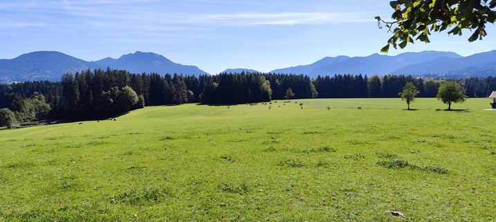 Grüne Wiesen, Kühe und dahinter die Berge