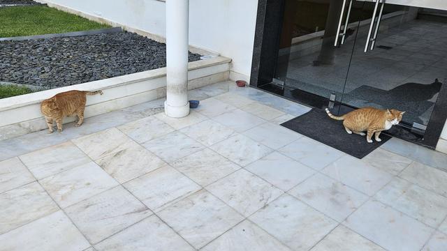 Two plump orange tabby cats are on a light-colored tiled patio. One cat is on the left, facing away from the viewer, looking towards a raised garden bed with green grass and dark stones. The other cat is on the right, facing left, standing on a dark doormat in front of a glass door, with its shadow visible on the glass. Small food bowls are near a white pillar in the middle.