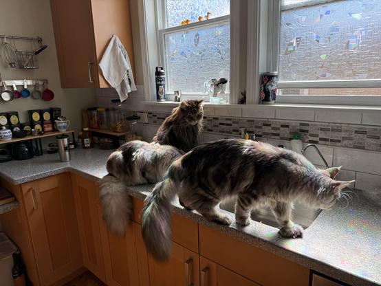 Three large fluffy, very well-groomed cats prowling around on top of a kitchen counter where they definitely do not belong. All three are gazing at the interior of the kitchen sink, which, as far as humans can tell, is completely empty of anything interesting.