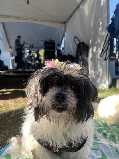 I don't care about the band, give me more food.