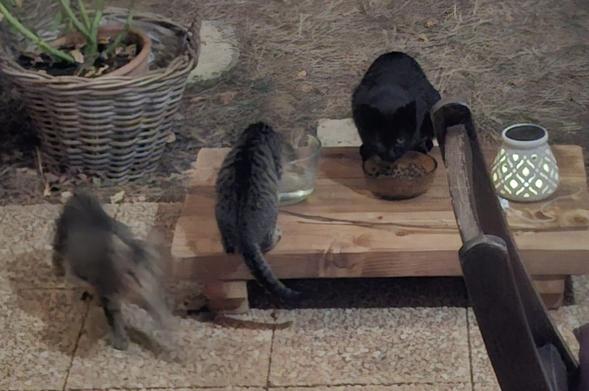 The table, visited by the black mother cat, and the two kittens. A rare photo I have of the mother, and at night from far, low resolution.