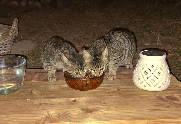 Charlie and his sibling are now coming together to eat in the bowl. Photo with flash by night.