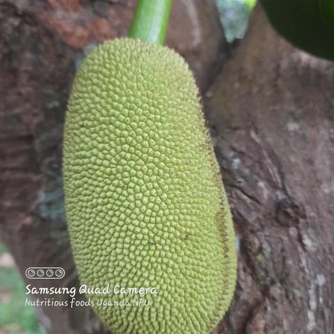 This is a jackfruit plant that lies at the end of our garden, it acts as a natural fence and also bears fruits for us to eat