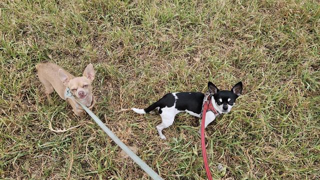 Two small Chihuahuas stand on leashes in a field of green and brown grass. The dog on the left is tan with a light blue harness and leash, looking up at the camera with a slightly squinted, almost smiling expression. The dog on the right is black and white with a red harness and leash, looking directly at the camera with a more neutral expression.