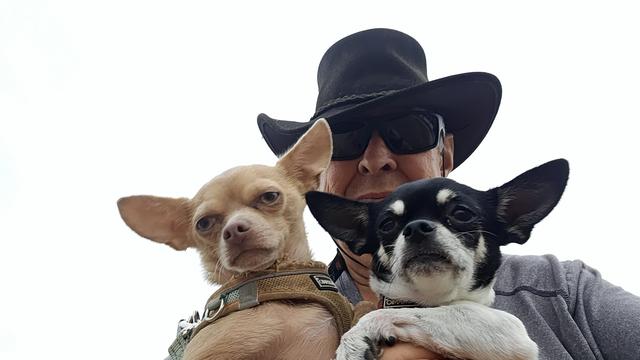 A low-angle shot shows a man in a black cowboy hat and sunglasses holding two chihuahuas against a bright white sky. The man's face is partially visible between the dogs. The chihuahua on the left is tan with a brown harness, looking directly at the camera with a slightly squinted expression. The chihuahua on the right is black and white, also looking forward with a calm expression, held close to the man's grey-sleeved arm.