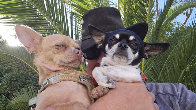 A person wearing a black hat holds two Chihuahuas against a backdrop of green palm fronds and a bright blue sky. The light brown Chihuahua on the left squints with one eye, while the black and white Chihuahua on the right looks directly at the camera with a slightly dazed expression, its front paws resting on the person's arm.