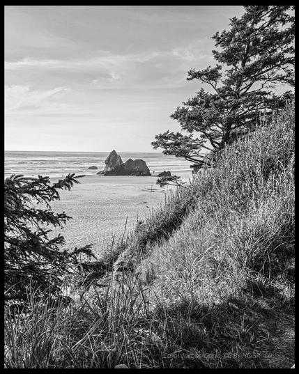 A black and white photo of a basaltic rock looking sort of like a resting lion on the sand. The "lion" looks calmly out to the ocean. The sky is partially hazy, with wispy clouds above. The photo is framed on one side by a grassy hill with a windswept spruce, and at the bottom with grasses and a glimpse of another spruce.