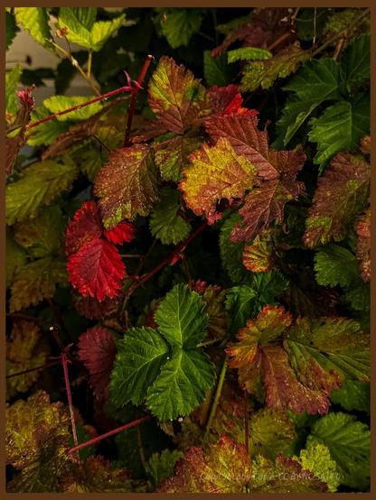 Fall strips the mask of green green chlorophyll away from leaves, and all the other accessory pigments show up in glowing reds, yellows, and oranges, sometimes overlaying green remnants. This batch of berry leaves even has red stems now, and a few leaves are fraying and fading into browns and tans.

Accessory pigments also collect light energy and transfer it to chlorophyll. They often have familiar names, being associated with antioxidants and good health : carotenoids, xanthophylls, and so forth.