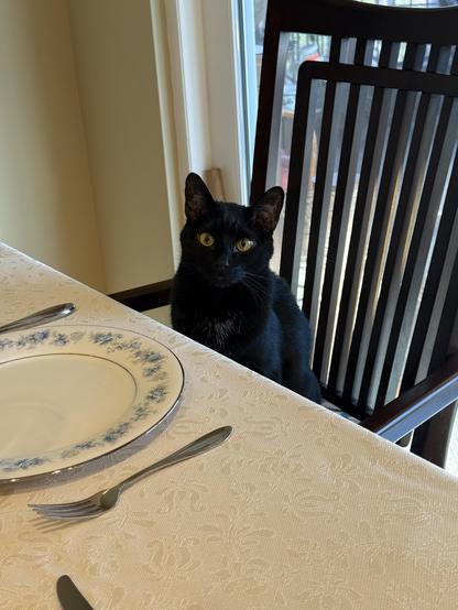Black cat sitting in a chair at a set table.