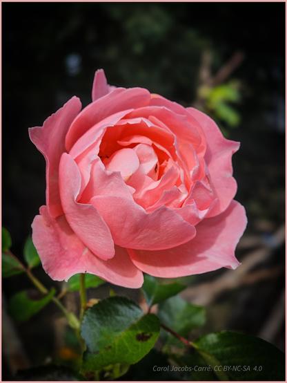A rose pink rose with large petals stands out among the fading rose bush leaves. The petals overlap each other,  forming a cup shape. It glows in a bit of sunlight dapple in the backyard.