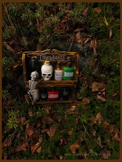 An ornate plaster spice rack, with the appearance of wood, with the label "Ingredients" sits amid the dying leaves on a lawn. The rack has two shelves. There is a small skeleton leaning on the left side of the rack. Behind the skeleton there are various jars. A large black jar is labeled "Venom." A white skull jar with a gold lid is next. Then a small white jar labeled "Spider Eyes." The a green jar with an illegible label. The second shelf has a white, black,  red and black jar with more well worn, illegible labels. Might these be ingredients be for the brew in a witch's cauldron?