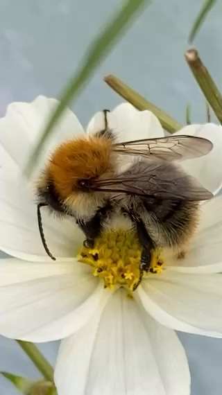 Ginger-haired Common Carder bumblebee briefly on a white petalled Cosmos flower before taking to the air.