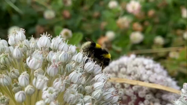Bumblebee forages on white coloured leek flowers. Red tailed bumblebee flies in rather frantically and lands briefly nearby. Takes off again prompting the first bee to take flight.
