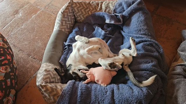 Niki plying with her piggy.