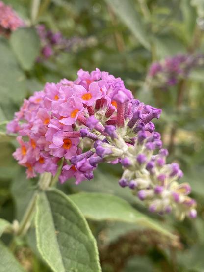 The very last of my butterfly bush flowers. They are long sprays that begin to bloom on the far end and open up as they get closer to the tip. Each little flower has a deep fuchsia stem with four deep pink petals and a brilliant orange deep throated center. In the background of the photo are blurred greenery and additional butterfly bush sprays.