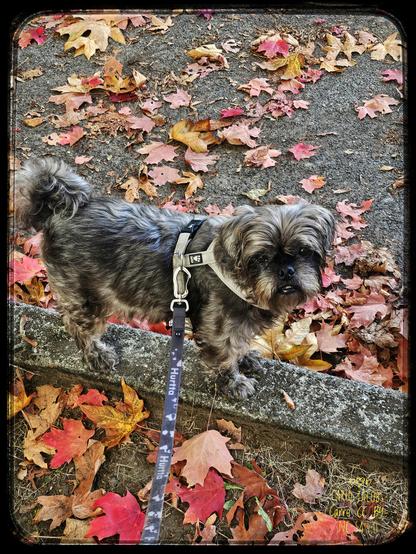 A small gray shih tzu looks up as he pauses on a concrete curb edge. He is surrounded by red, yellow, orange and brown maples leaves, both on the street on his left and the dirt path on his right.