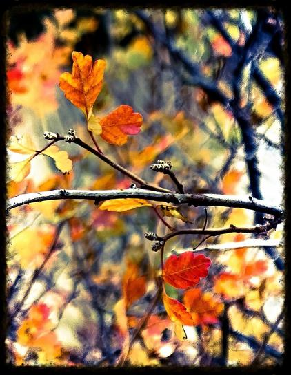 An artsy medley of scrub oak leaves in fall. The leaves are mostly blurring because they are dancing in the wind, creating a semi-abstract photo full of oranges, yellows and reds. A gray stem with nex year's leaf buds bisects the image.