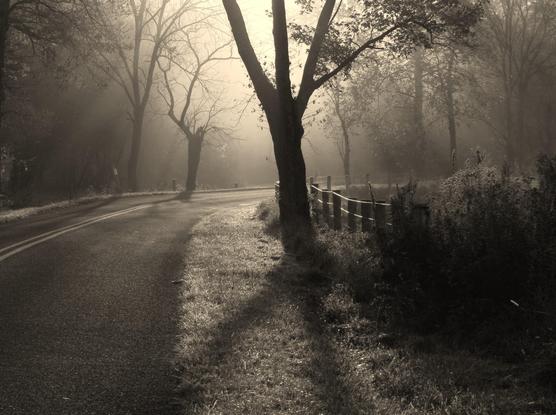 When we're out hunting photographs and I'm driving I often say to Alice to tell me to stop if she sees something good. This is one of those times when she emphatically called out: "Stop the car!". This is a bend a country road bordered by trees on the left and a fenced of field on the right. It was foggy and the sun was just breaking through which created a wonderful atmosphere of light coming through the trees.
