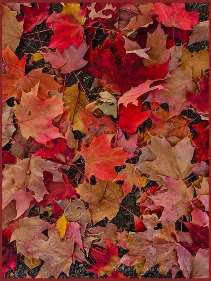 An array of red maple leaves covers the path in Cowen Park. The leaves, with their five(ish)  lobes and pointy tips, glow in glorious shades of orange, gold, red, maroon,yellow, and some turning to paper bag brown.