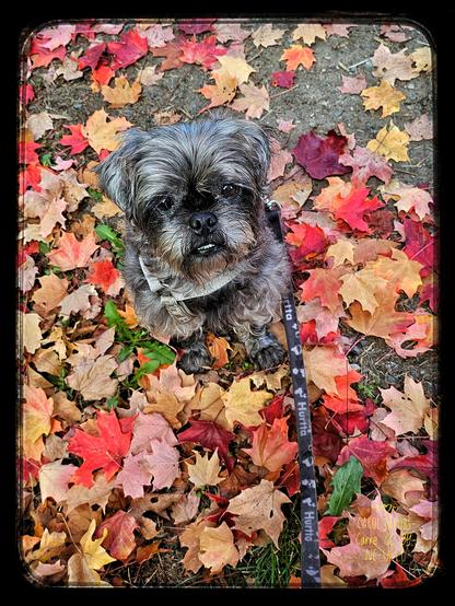 A small gray shih tzu sits amid an array of overlapping red maple leaves on a trail. The autumnal leaves are blazing in shades of red, orange, yellow, pink, maroon, gold and khaki tan.