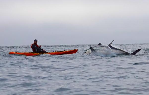 In my kayak, watching a bluefin tuna leaping beside me.