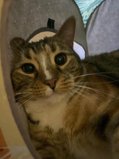 Eine unglaublich süße getigerte Katzendame blickt uns mit großen Augen und einem neugierigen Ausdruck aus ihren geliebten Würfeln heraus an.

An incredibly sweet female tabby cat gazes at us with big eyes and a curious expression from inside her beloved cubes.