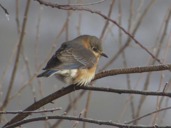 Ein niedlicher kleiner Östlicher Hüttensänger sitzt auf einem Ast und hat sein Gefieder gegen die Kälte aufgeplustert.

A cute little Eastern Bluebird sits on a branch, its plumage fluffed up against the cold.