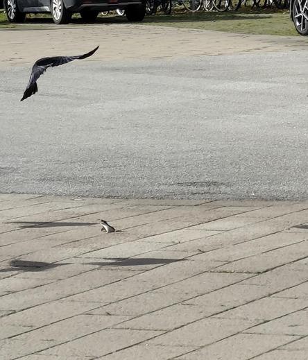 A least weasel turned to counter attack the jackdaw diving towards it