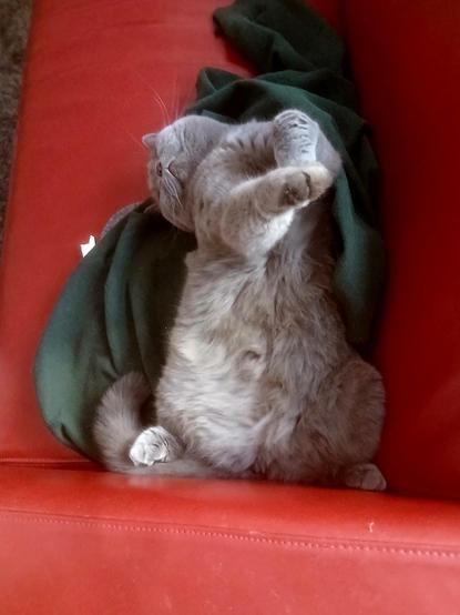 Leila, a gray British Shorthair with golden eyes, lays on her back on my sweater, head flopped back, reaching upwards.
Look at that soft, soft belly!