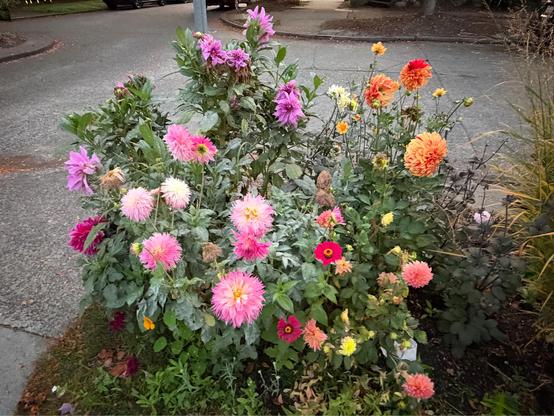 Approximately 5’x5’ bed or dahlias with pink, red, orange, magenta, yellow blooms in different sizes and shapes