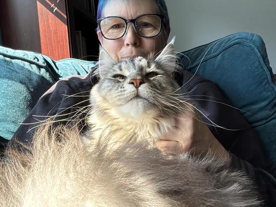 Fluffy gray tabby, cat sitting directly in front of the face of a short hairedwoman wearing glasses on a couch in sunlight